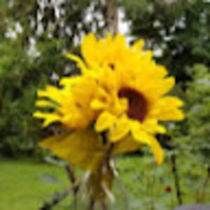 Meet your Posher, Sandy